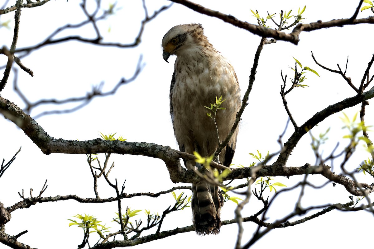 Changeable Hawk-Eagle - Nikhil Kumaranayagam