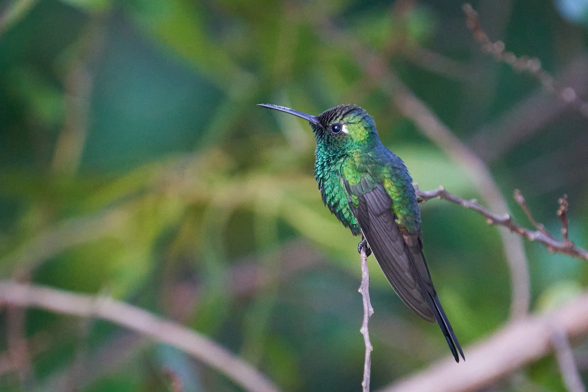 Cuban Emerald - ML615937944