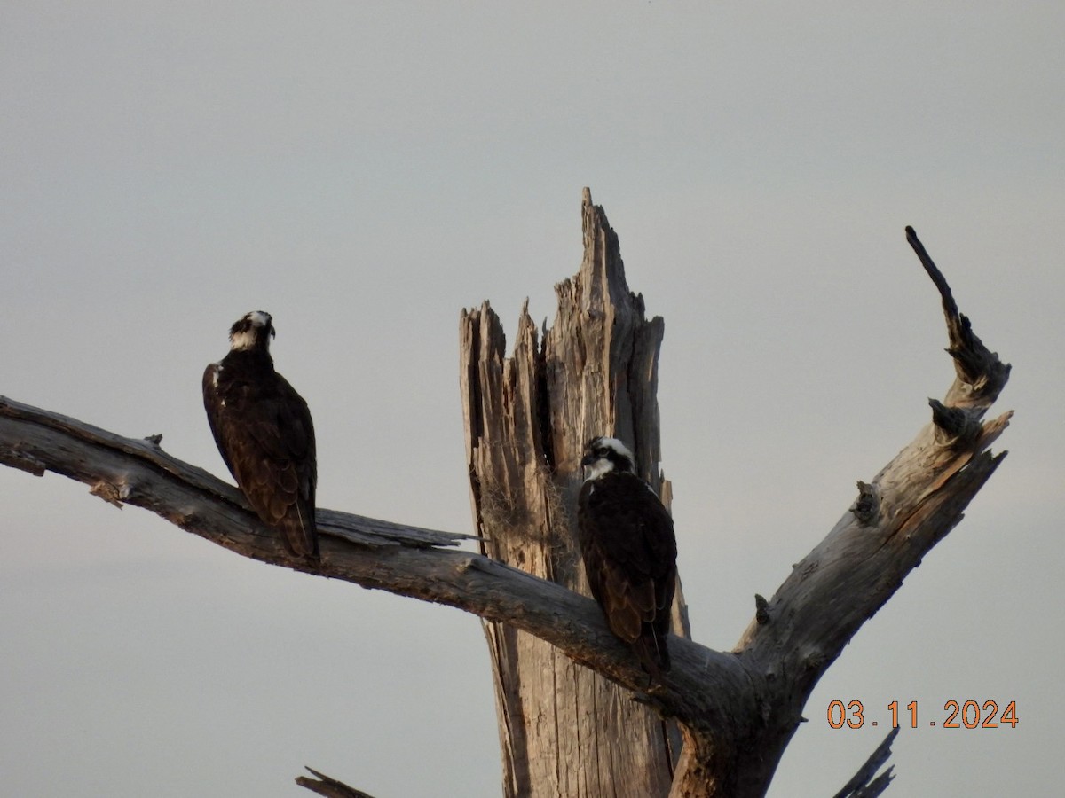 Osprey - ML615937967