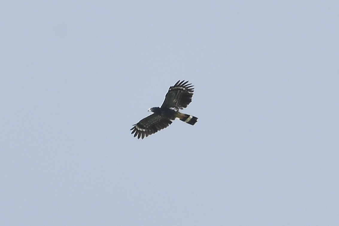 Crane Hawk - ML615937972