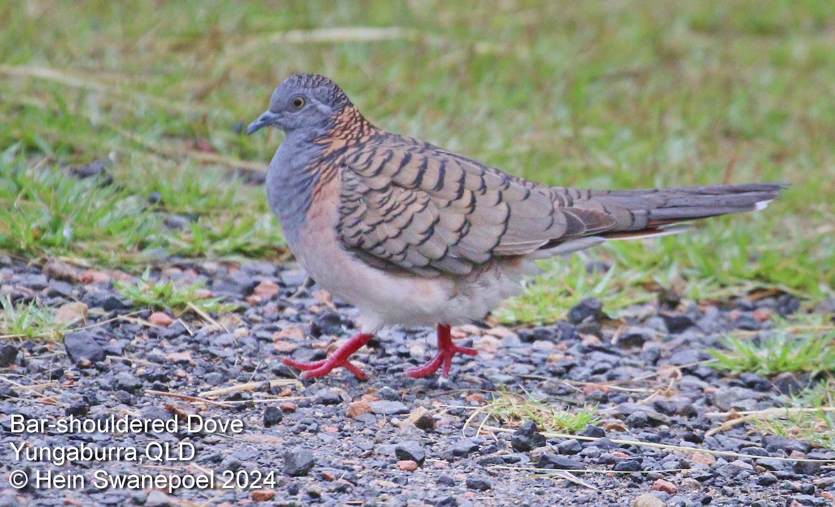 Bar-shouldered Dove - ML615937991