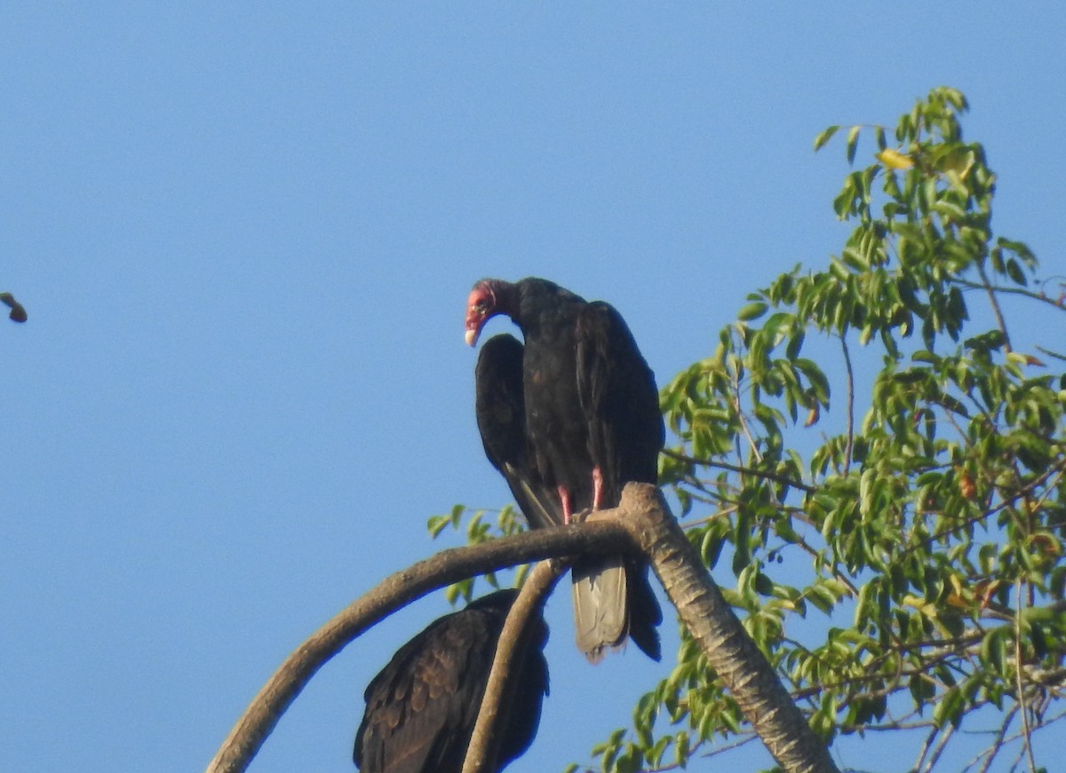 Turkey Vulture - ML615938000