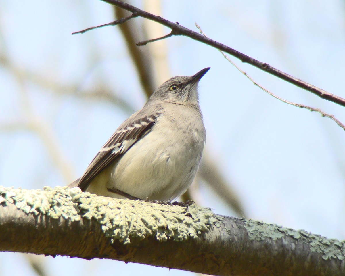 Northern Mockingbird - Aubrey Merrill