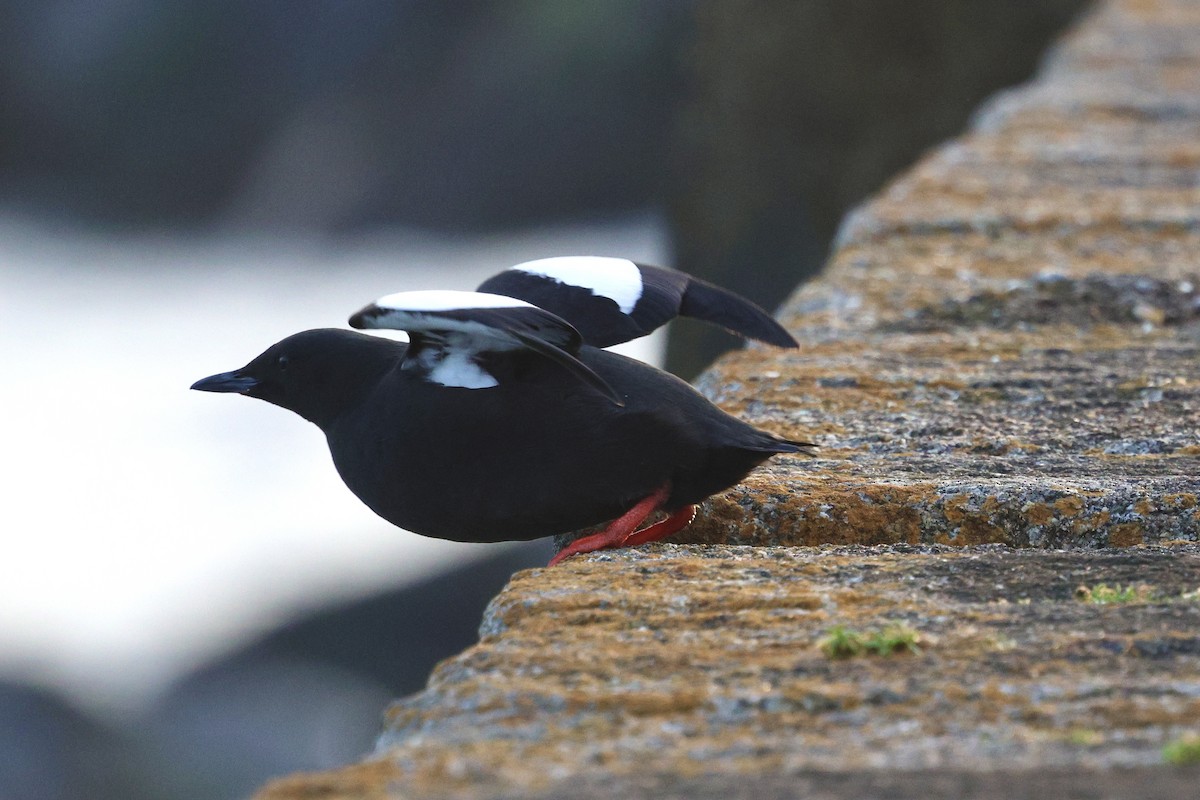 Black Guillemot - ML615938039