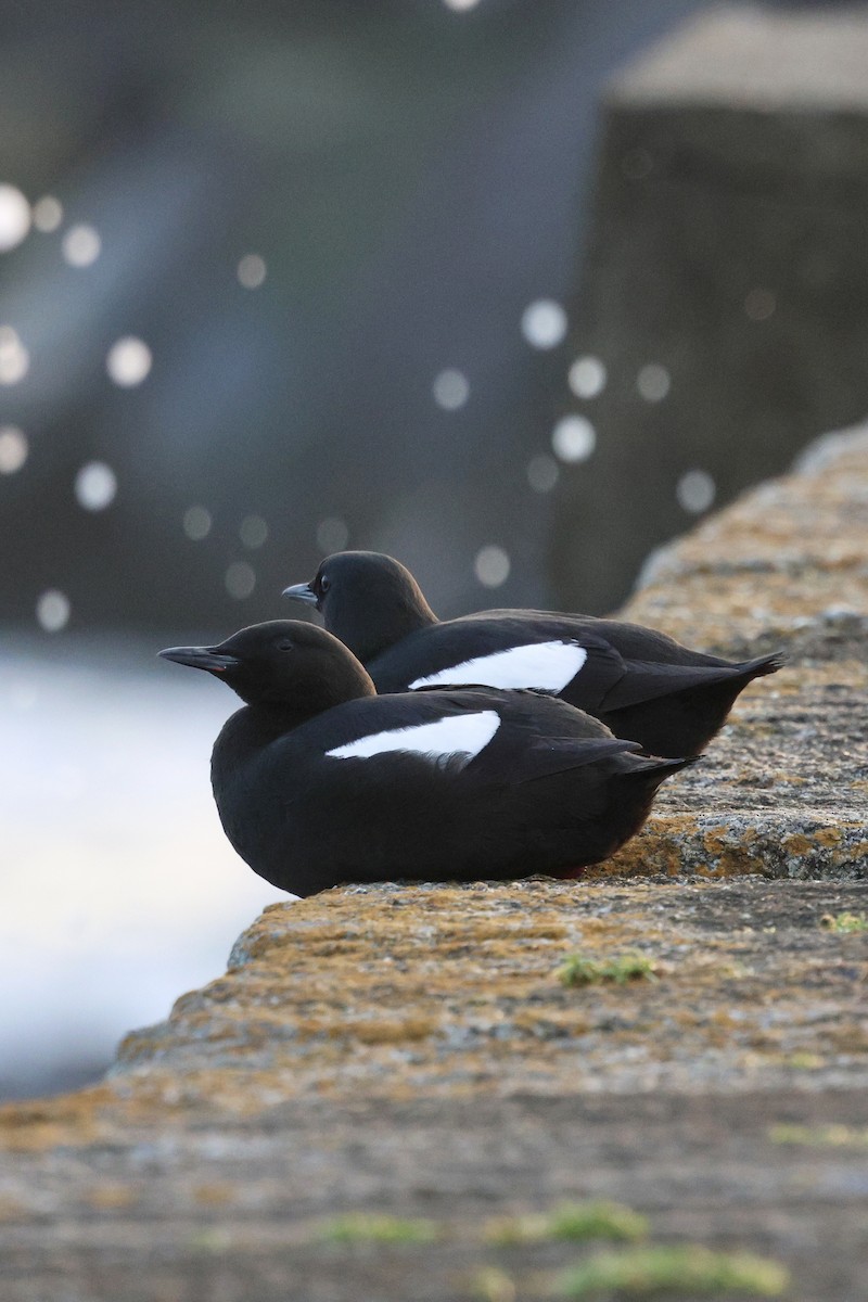 Black Guillemot - ML615938040