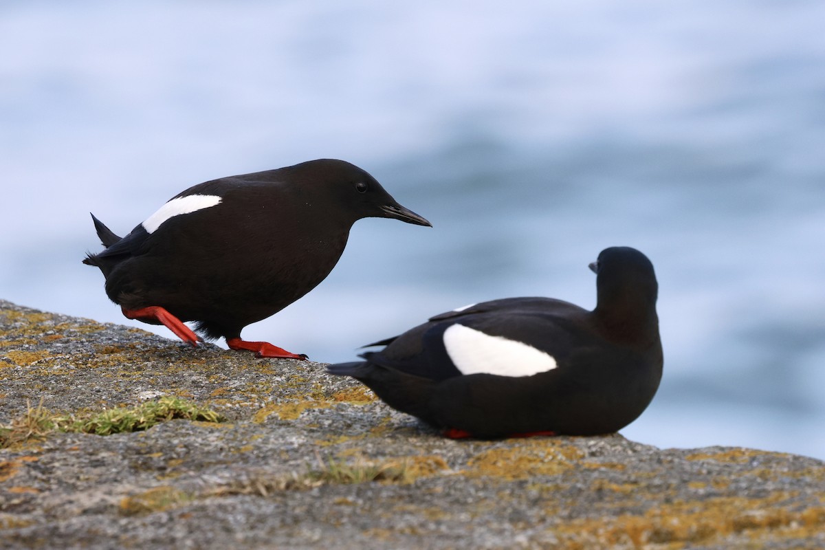 Black Guillemot - ML615938042