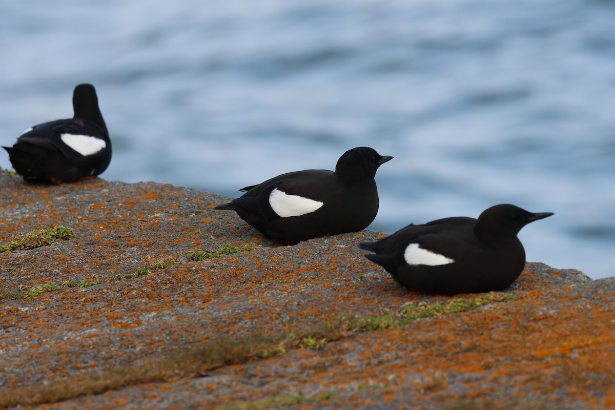 Black Guillemot - ML615938043