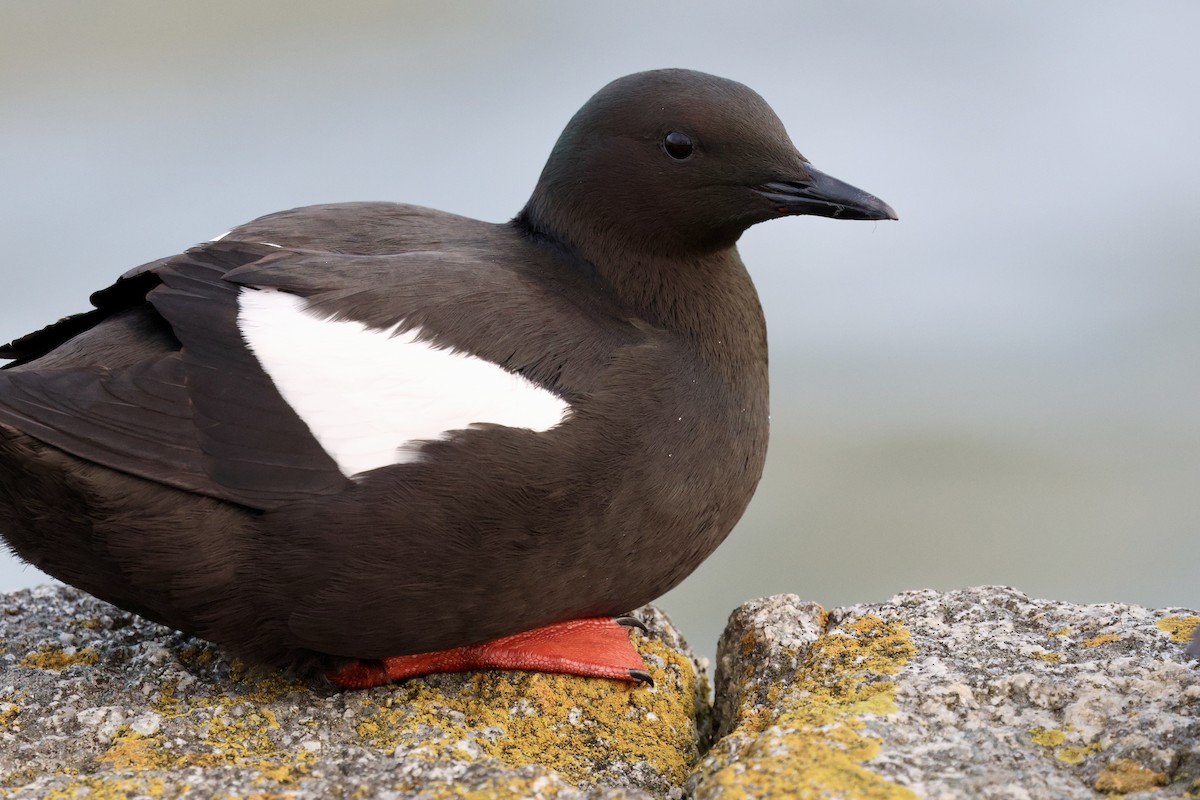 Black Guillemot - ML615938044