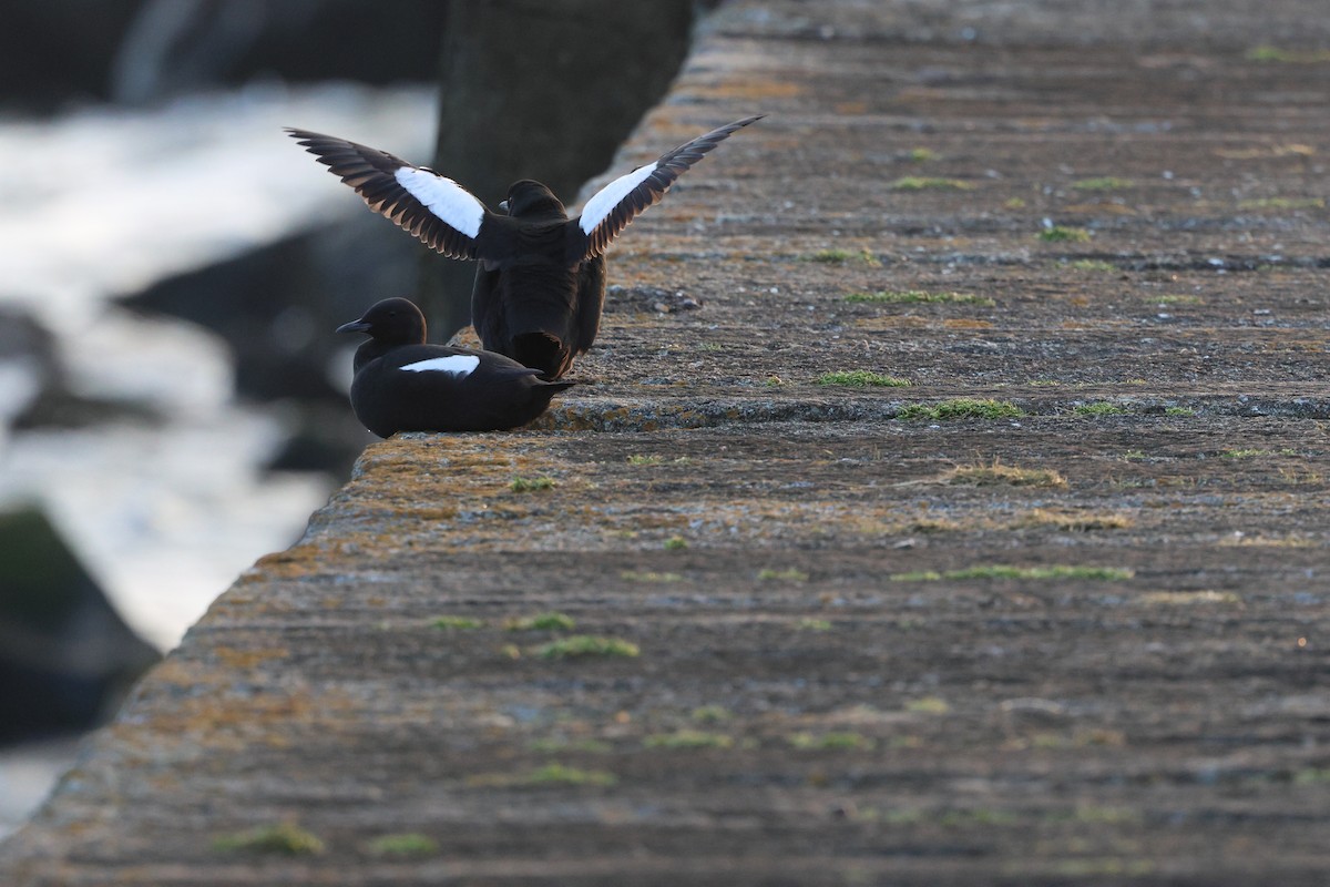 Black Guillemot - ML615938046