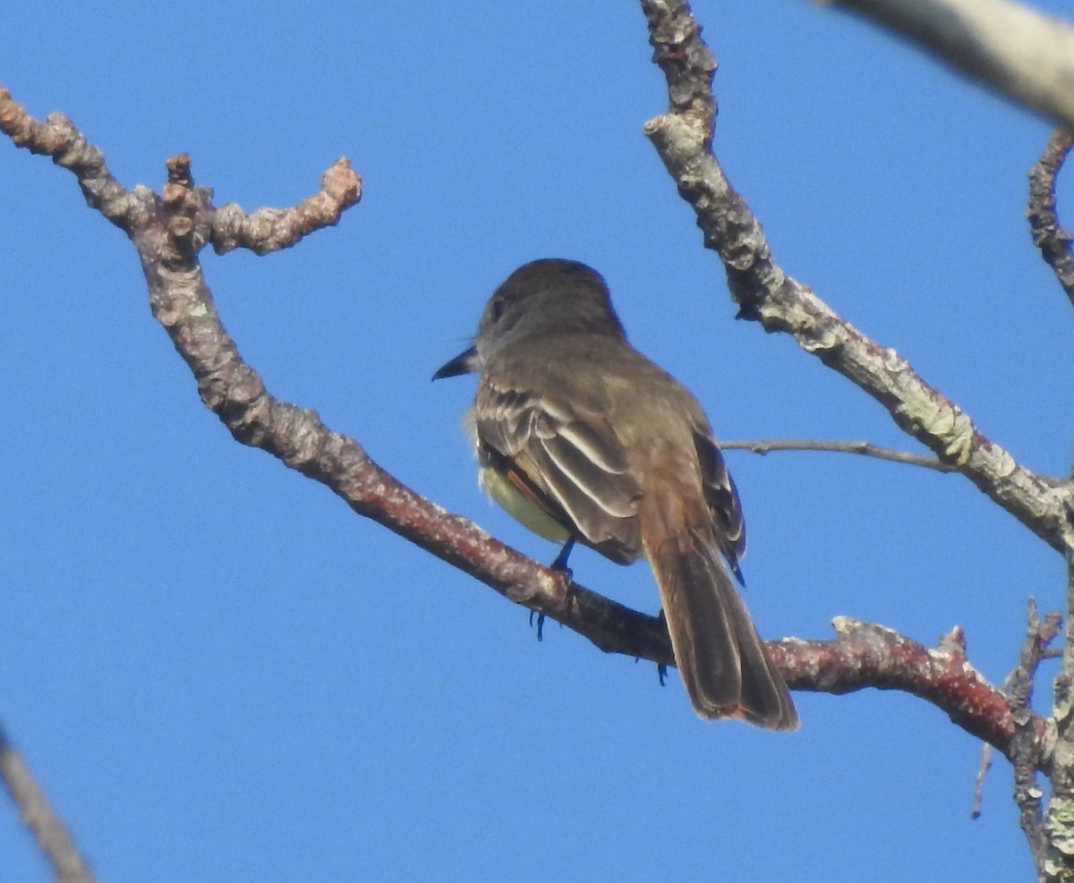 Stolid Flycatcher - ML615938055