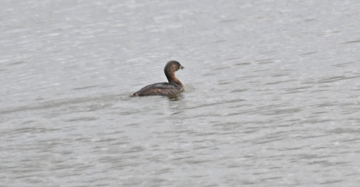 Pied-billed Grebe - ML615938059