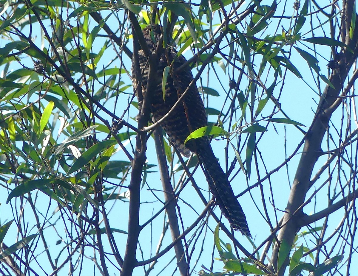 Pheasant Coucal (Pheasant) - ML615938066