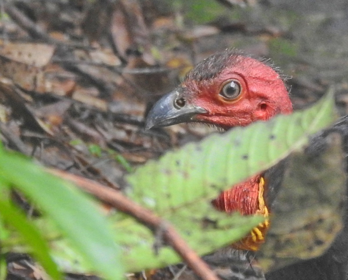 Australian Brushturkey - ML615938076