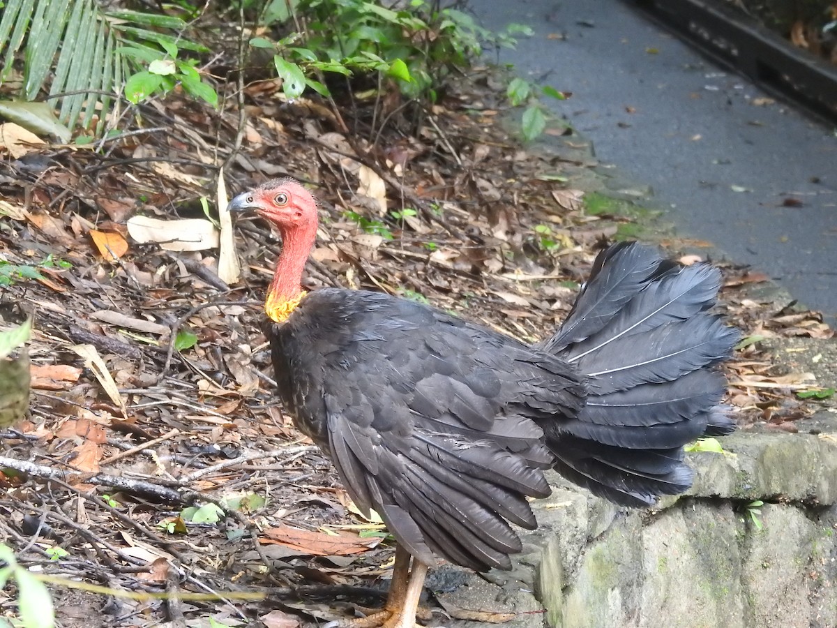 Australian Brushturkey - ML615938078