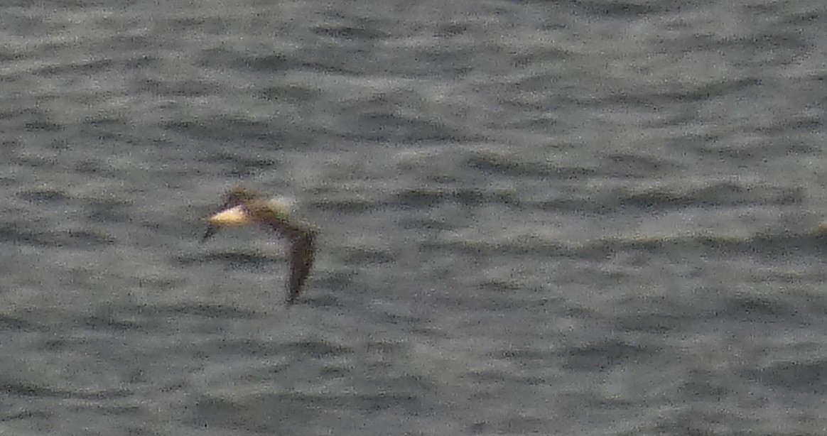 White-capped Albatross - ML615938086