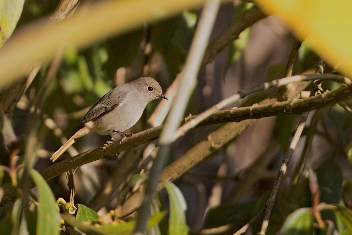 Hodgson's Redstart - Yogish Holla