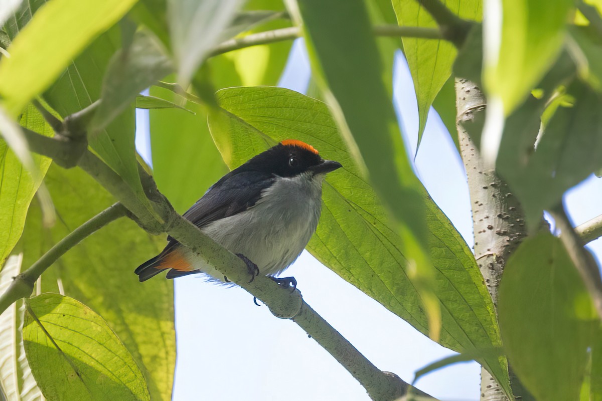 Flame-crowned Flowerpecker - ML615938131