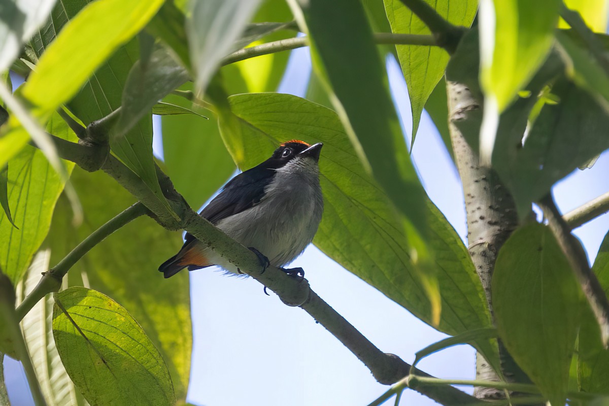 Flame-crowned Flowerpecker - ML615938132