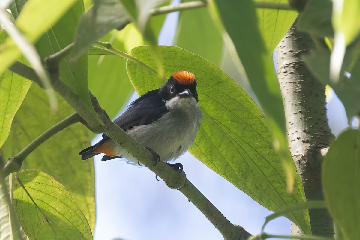 Flame-crowned Flowerpecker - ML615938133