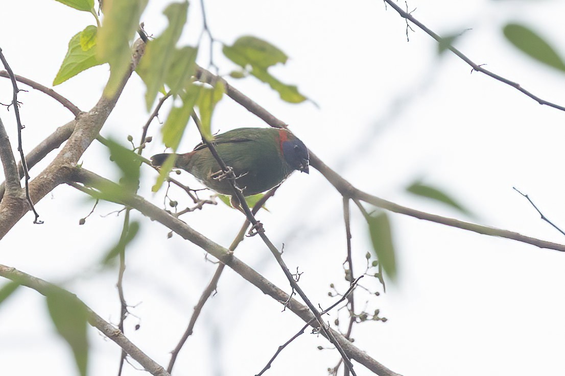 Red-eared Parrotfinch - Po-Wei Chi