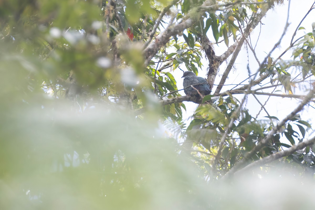 Spotted Imperial-Pigeon - Po-Wei Chi