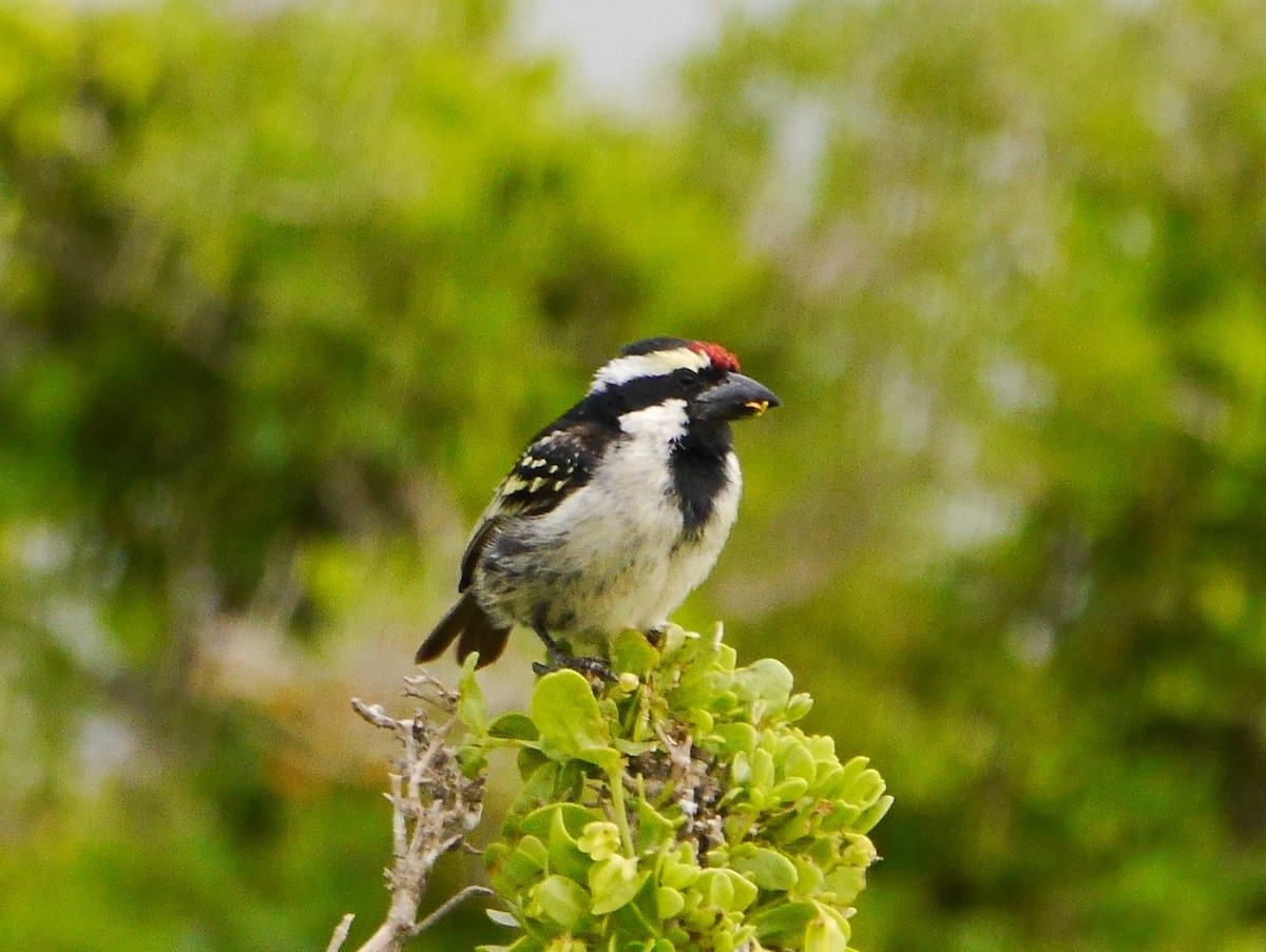 Pied Barbet - ML615938166