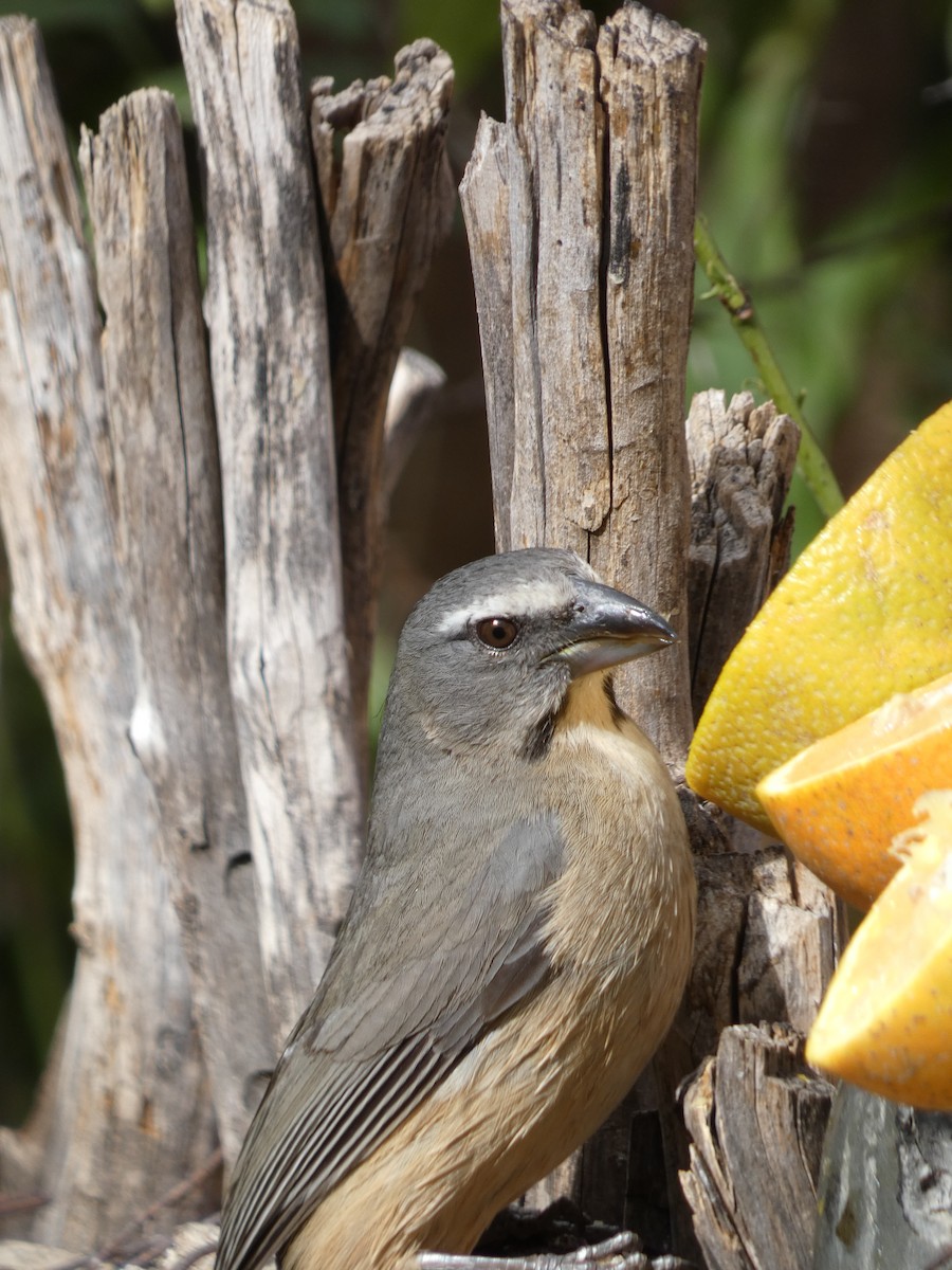 Cinnamon-bellied Saltator - ML615938181