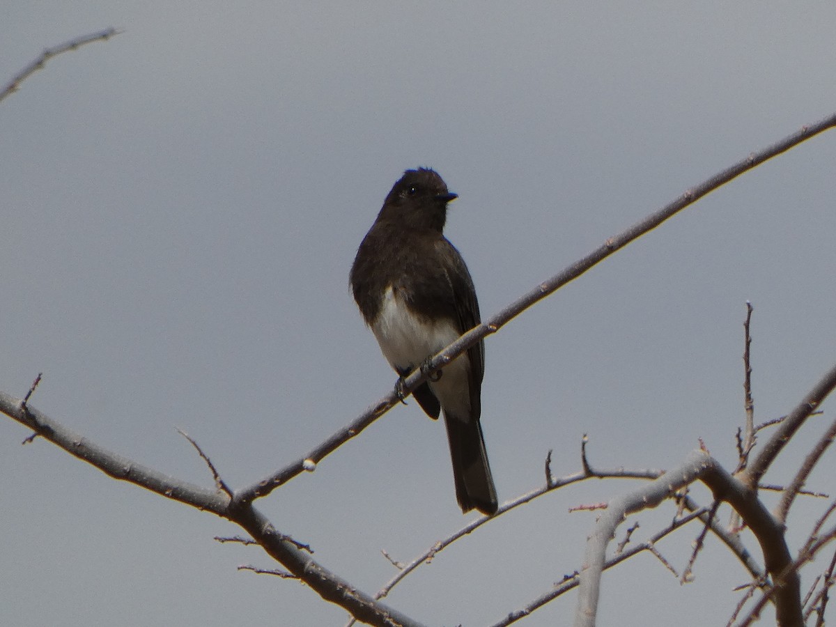 Black Phoebe - Joanna Eckles