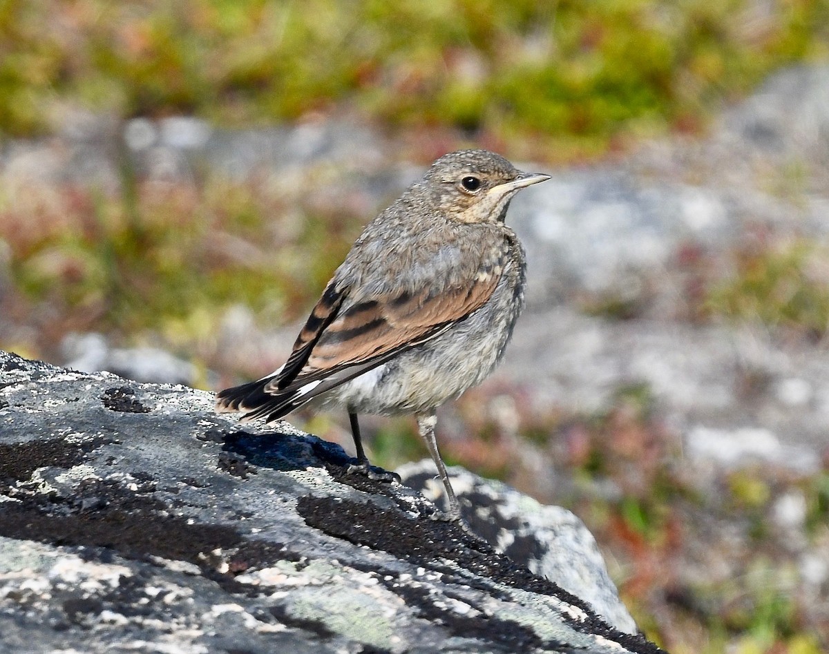 Адууч чогчиго - ML615938208