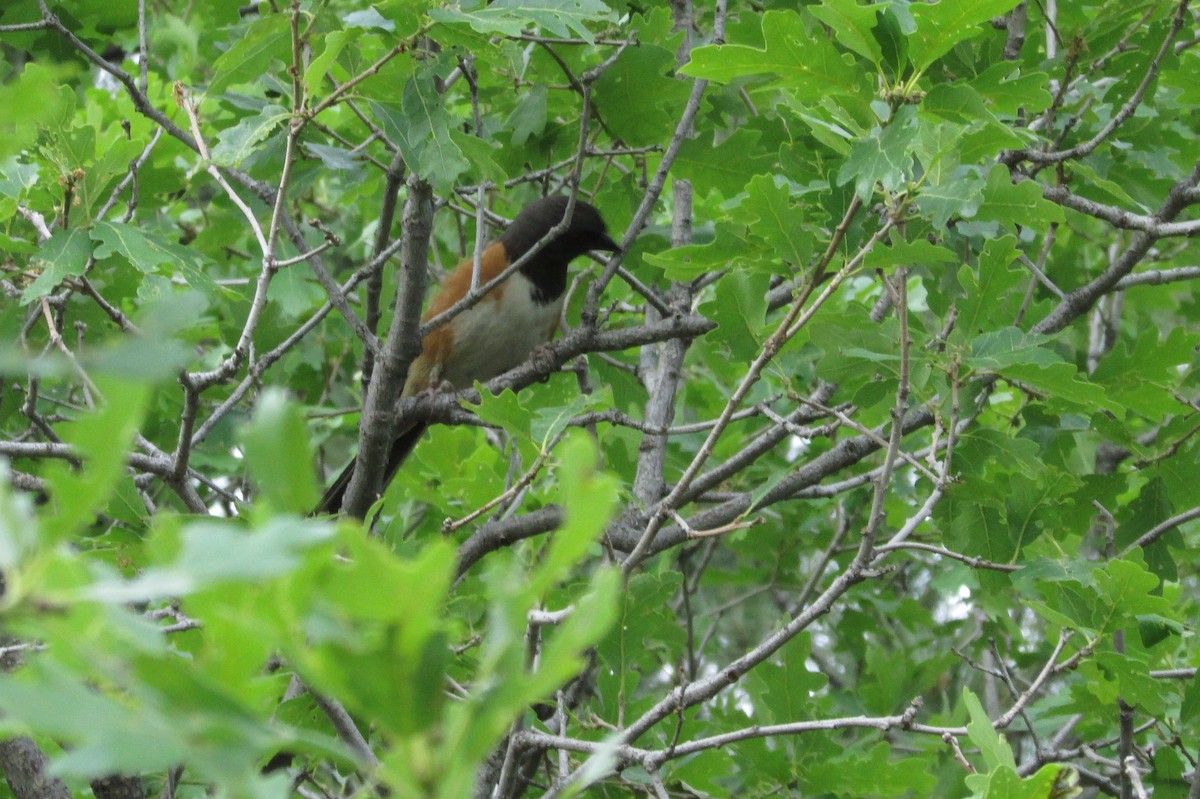 towhee sp. - Lynn Kohler