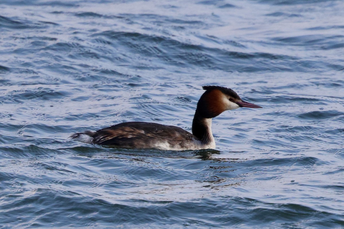 Great Crested Grebe - ML615938225