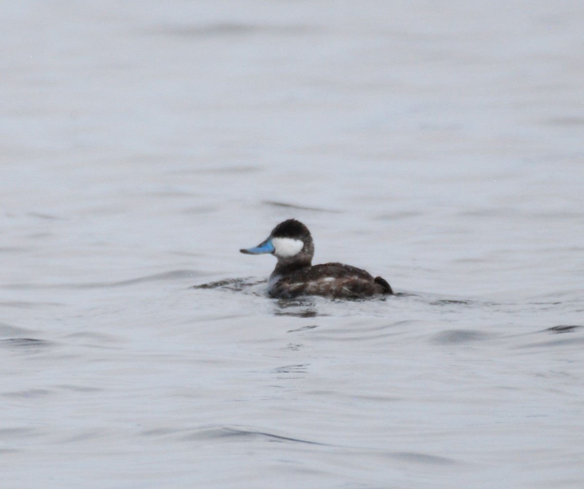 Ruddy Duck - ML615938252