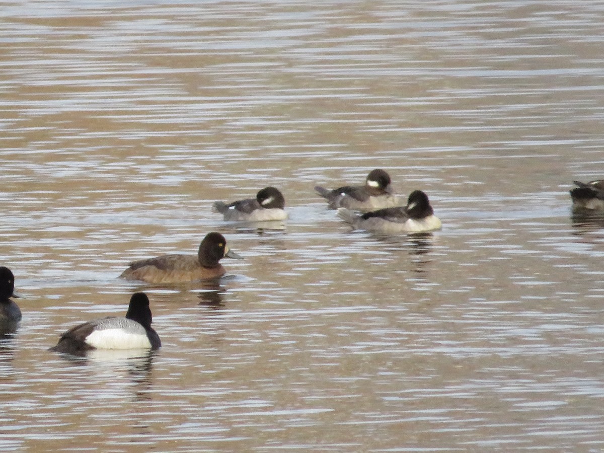 Bufflehead - Anne Thompson