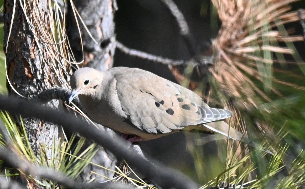 Mourning Dove - Lisa Rae