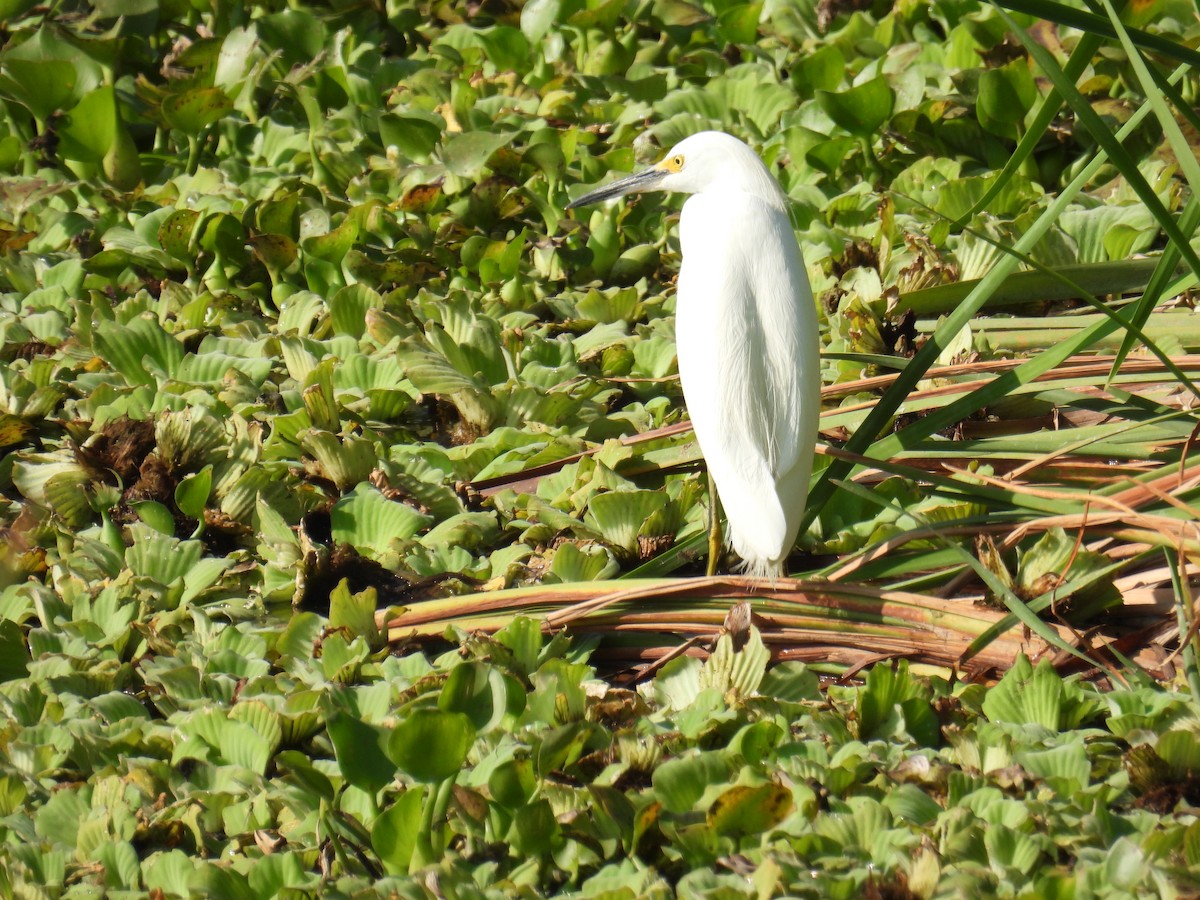 Snowy Egret - ML615938439