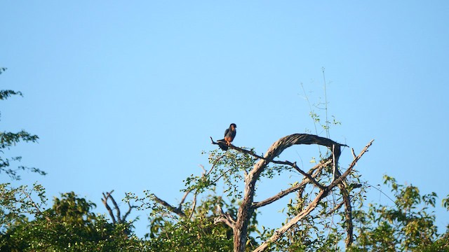 Bat Falcon - ML615938447