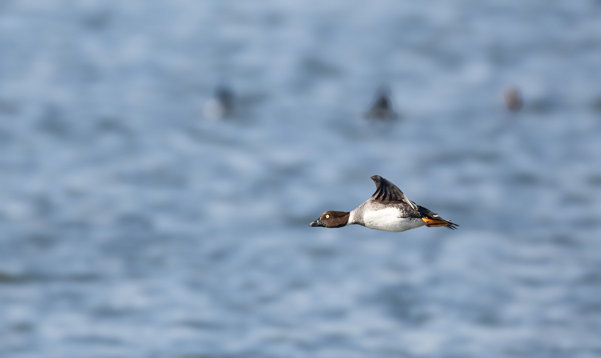 Common Goldeneye - Harvey Fielder