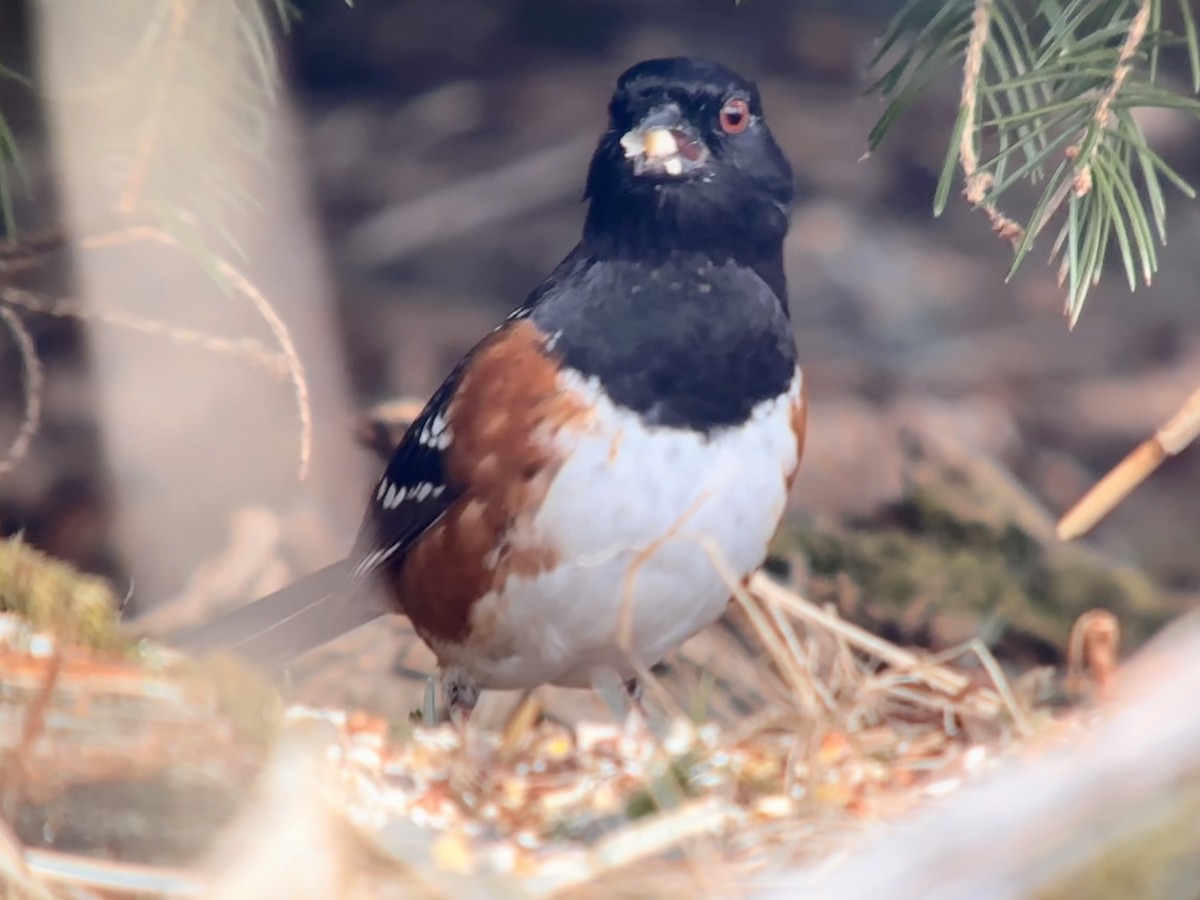 Spotted Towhee - Detlef Buettner