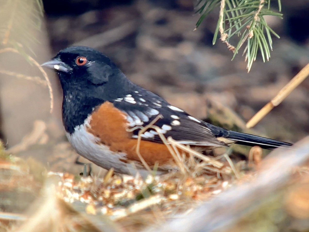 Spotted Towhee - Detlef Buettner