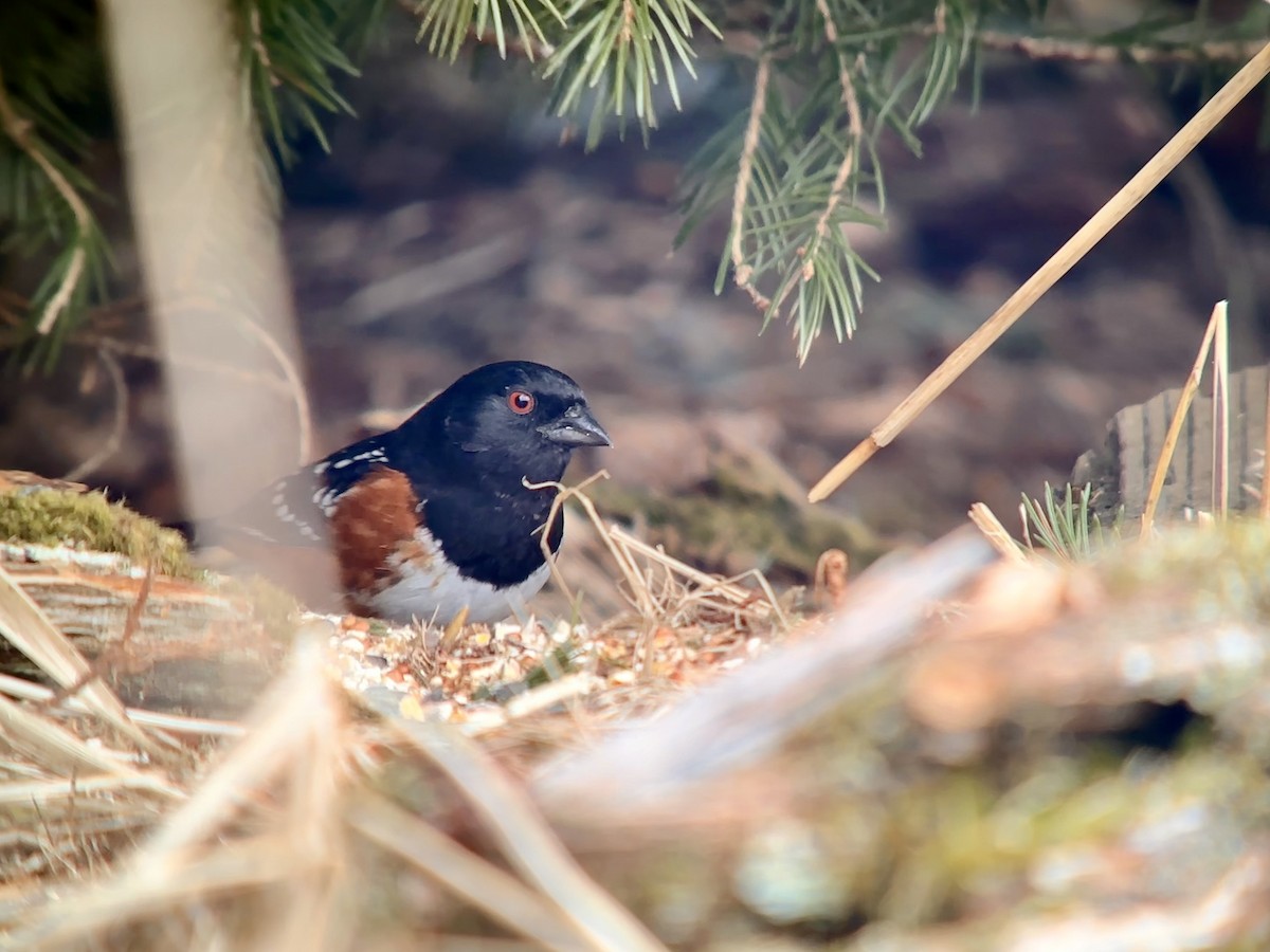 Spotted Towhee - Detlef Buettner