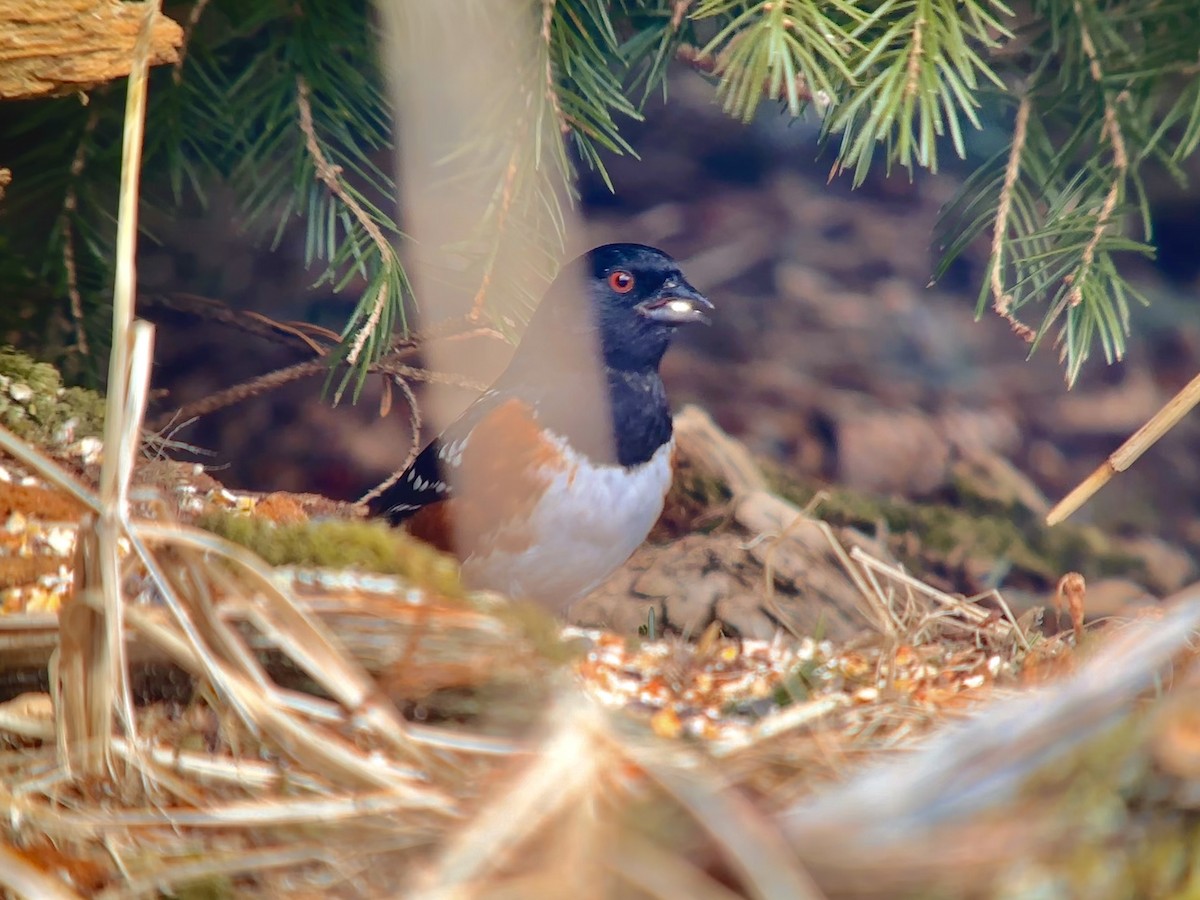 Spotted Towhee - Detlef Buettner