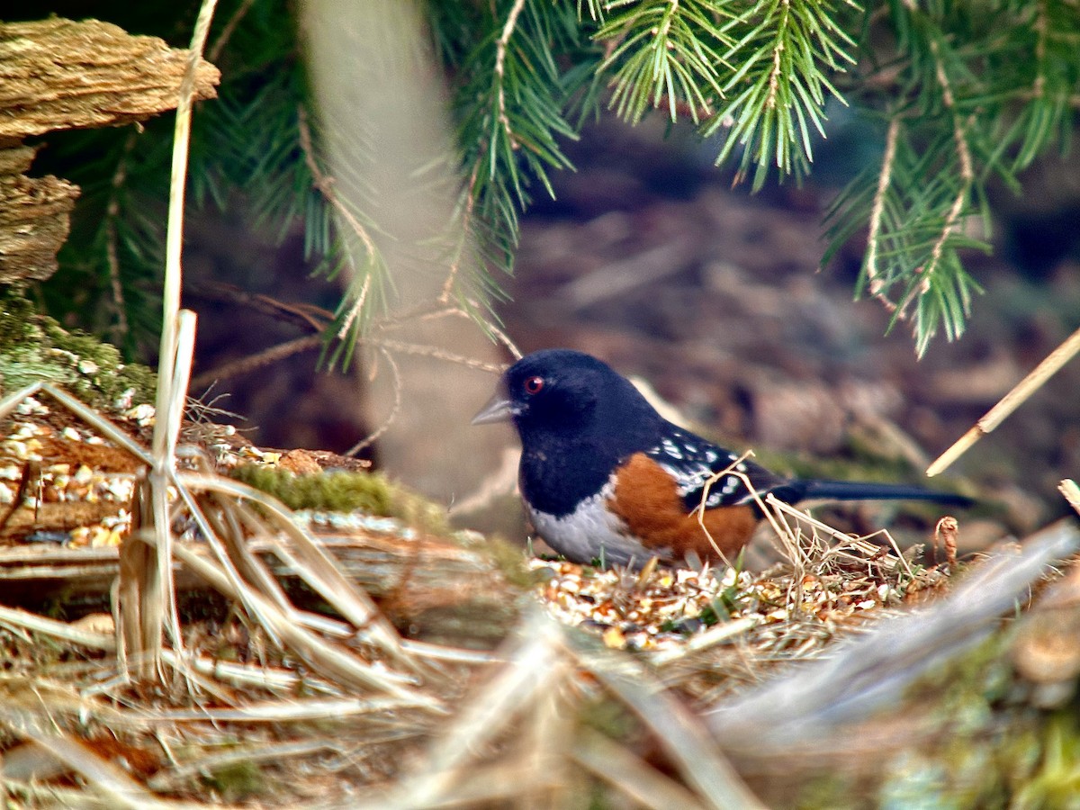 Spotted Towhee - Detlef Buettner