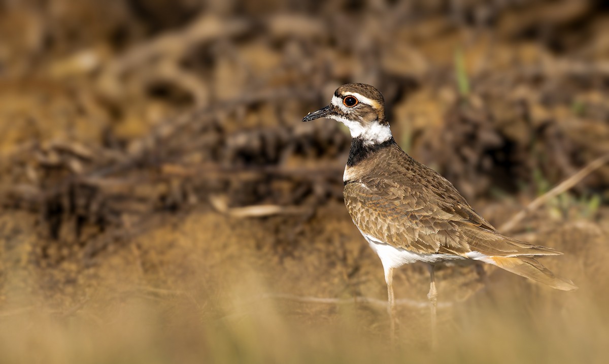 Killdeer - Harvey Fielder