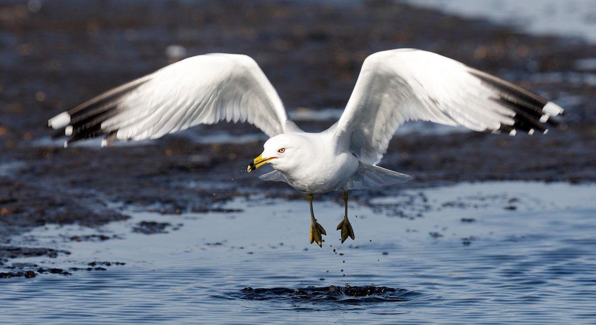 Ring-billed Gull - ML615938505