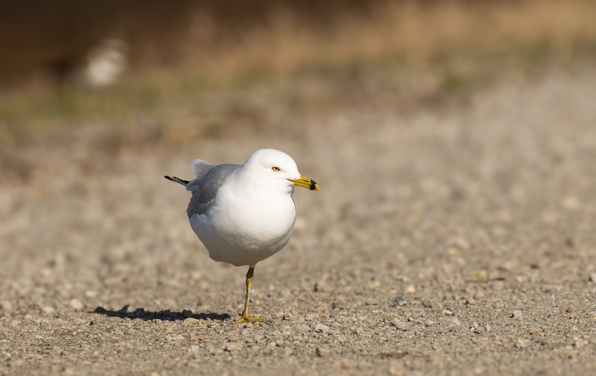 Ring-billed Gull - Harvey Fielder