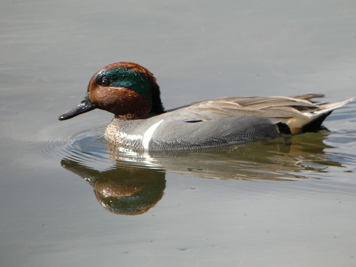 Green-winged Teal - Joanna Eckles