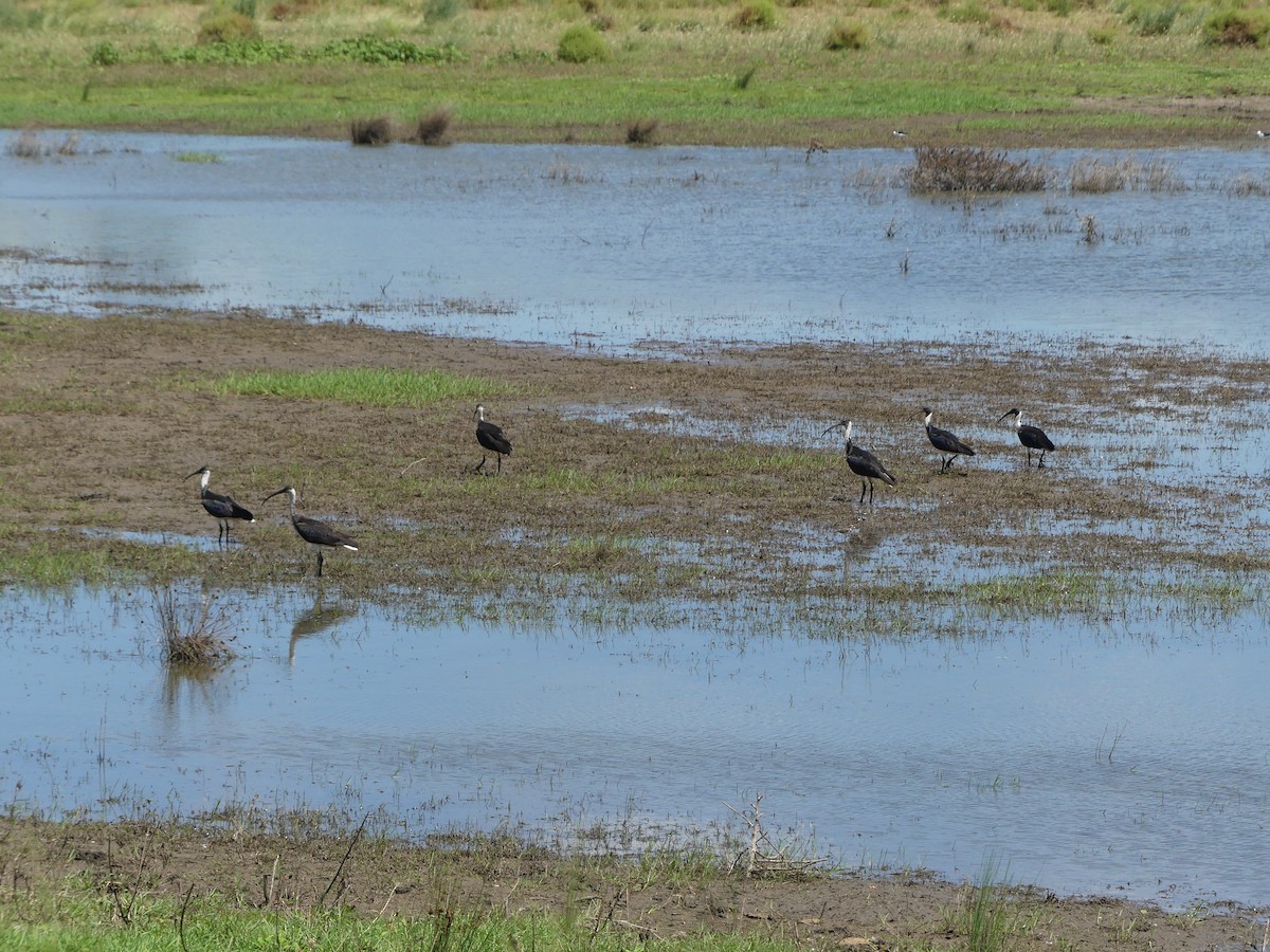 Straw-necked Ibis - ML615938558