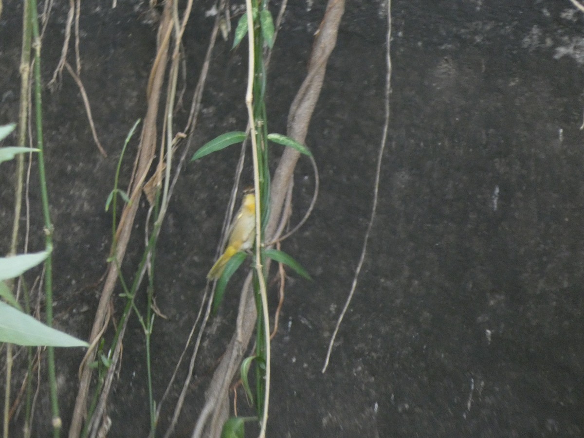 Common Yellowthroat - ML615938588