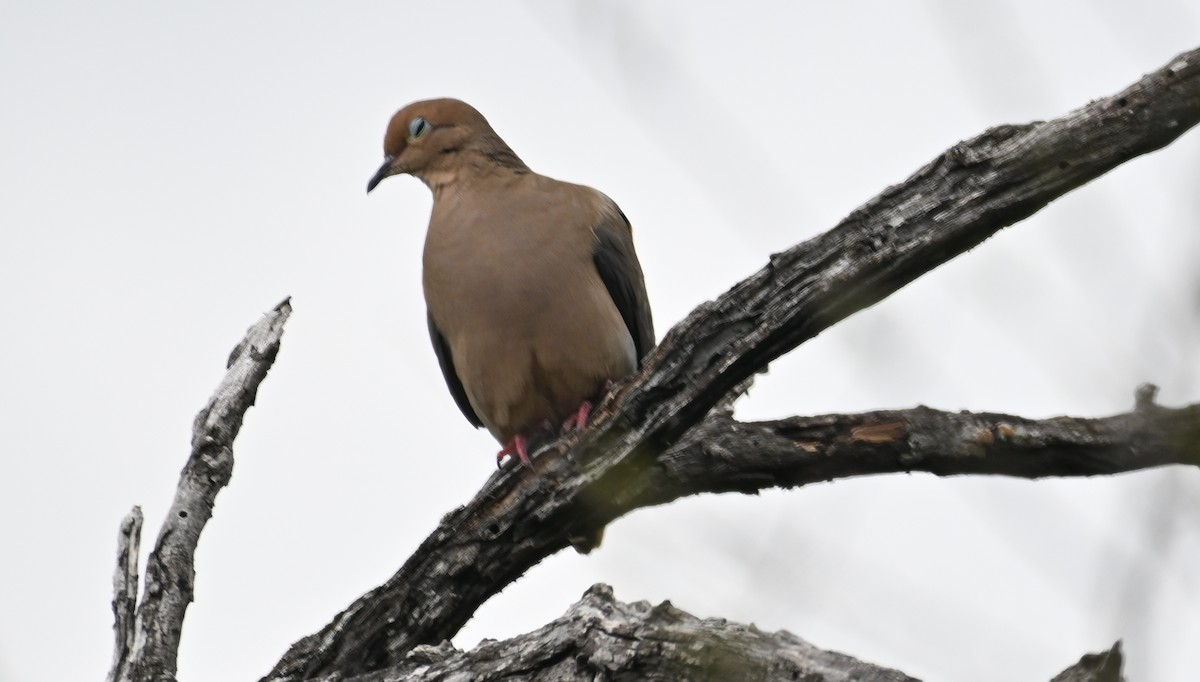 Mourning Dove - ML615938594