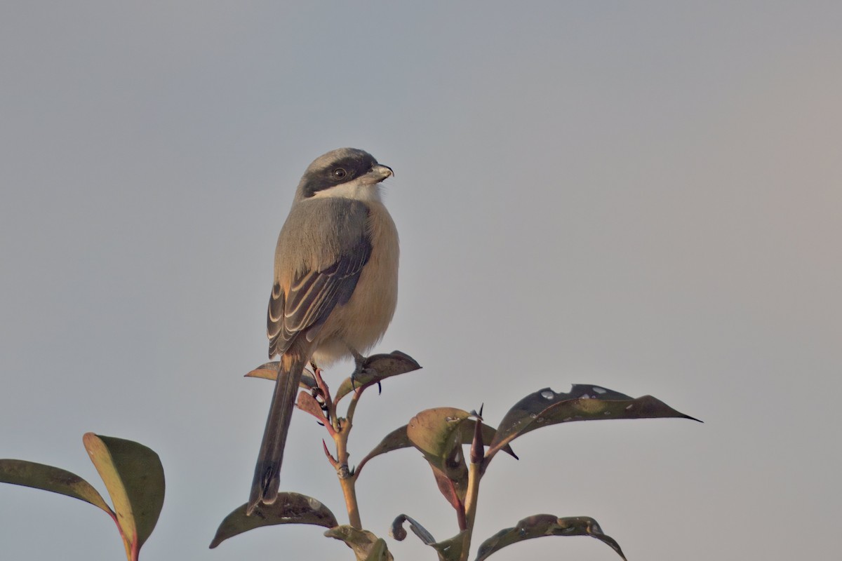 Gray-backed Shrike - Yogish Holla